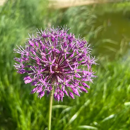 Dreckerhook, Oasis To Slow Down! * Raesfeld