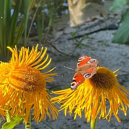 Dreckerhook, Oasis To Slow Down!