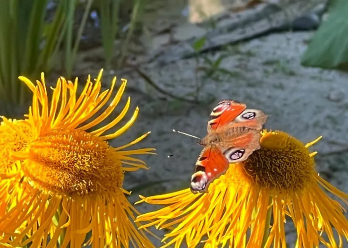 Dreckerhook, Oasis To Slow Down!